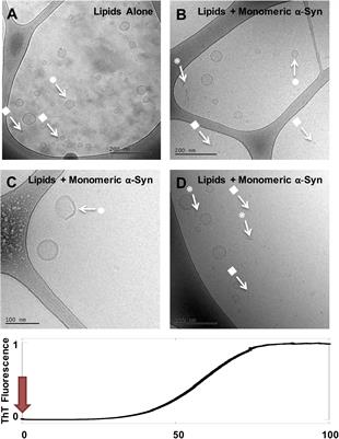 Transient Lipid-Protein Structures and Selective Ganglioside Uptake During α-Synuclein-Lipid Co-aggregation